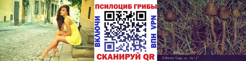 закладка Александровск-Сахалинский Галлюциногенные грибы Psilocybine cubensis
